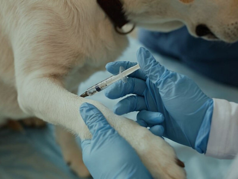 Az AIM Vaccine közzéteszi az mRNS veszettség elleni vakcina legfrissebb preklinikai adatait az 